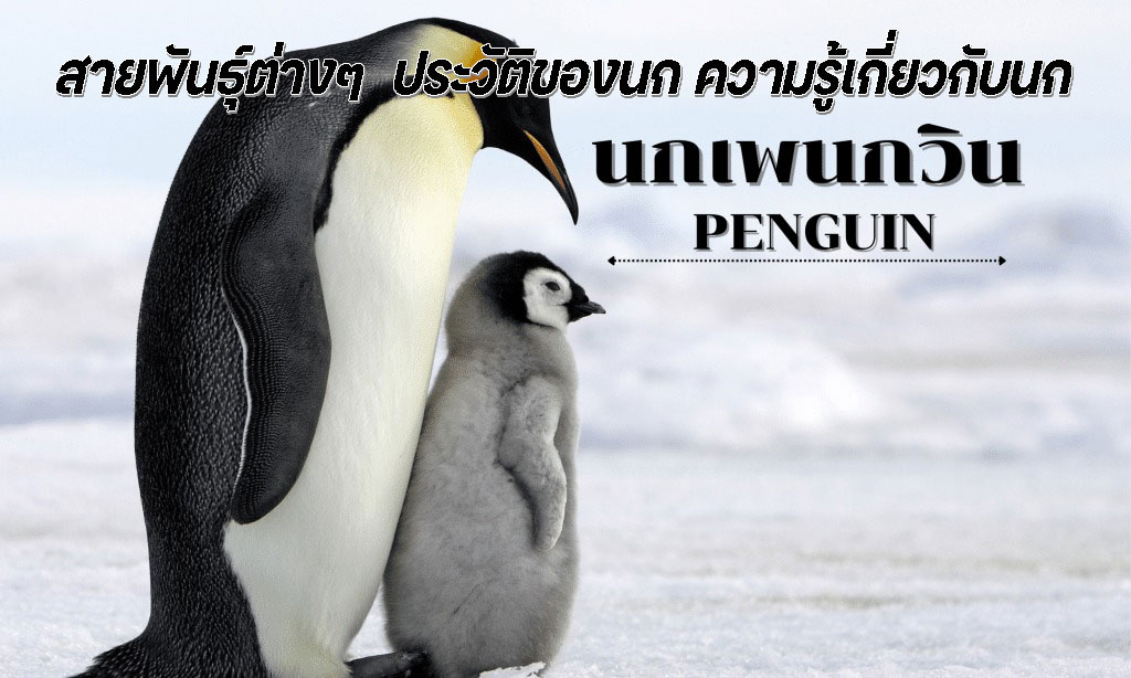 นกเพนกวิน ประวัติของและความรู้เกี่ยวกับนกเพนกวิน